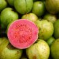 Guava 200 Seeds