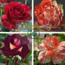 Orange Intuition Rose 800 Seeds