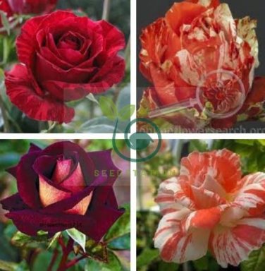 Orange Intuition Rose 800 Seeds