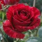 Orange Intuition Rose 800 Seeds