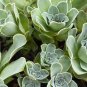 Green Greenovia Aurea 20 Seeds