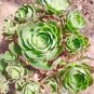 Green Greenovia Aurea 20 Seeds