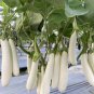White Eggplant Seeds Aubergine Solanum Melongena Vegetables 100 Seeds