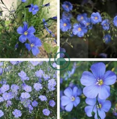 Beautiful Flower Blue Flax 60 Seeds