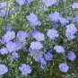 Beautiful Flower Blue Flax 60 Seeds