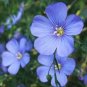 Beautiful Flower Blue Flax 60 Seeds