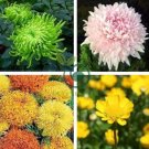 Garland Chrysanthemum 60 Seeds