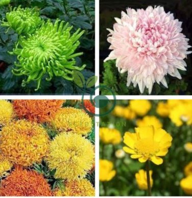 Garland Chrysanthemum 60 Seeds