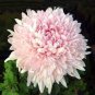 Garland Chrysanthemum 60 Seeds