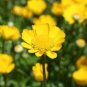 Garland Chrysanthemum 60 Seeds