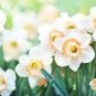 Narcissus Daffodil Flowers 200 Seeds