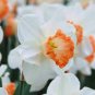 Narcissus Daffodil Flowers 200 Seeds