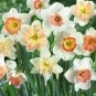Narcissus Daffodil Flowers 200 Seeds