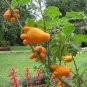 Rare Nipple Eggplant 100 Seeds