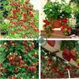 Climbing Red Strawberry 600 Seeds
