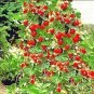 Climbing Red Strawberry 600 Seeds