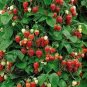Climbing Red Strawberry 600 Seeds