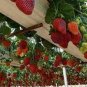 Climbing Red Strawberry 600 Seeds