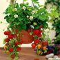 Climbing Red Strawberry 600 Seeds