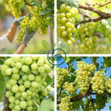 Fragrant Sweet Green Grape Organic 200 Seeds