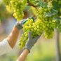 Fragrant Sweet Green Grape Organic 200 Seeds