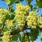 Fragrant Sweet Green Grape Organic 200 Seeds