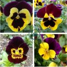 Wavy Viola Tricolor Pansy Flower 400 Seeds