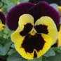 Wavy Viola Tricolor Pansy Flower 400 Seeds