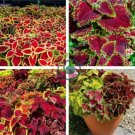 Janpanese Coleus Blumei 100 Seeds