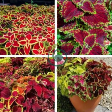 Janpanese Coleus Blumei 100 Seeds