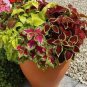Janpanese Coleus Blumei 100 Seeds