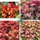 Rare Coleus Blumei Bonsai Seeds Fire Red Petals with Golden Ege Leaves 200 Seeds