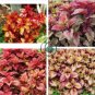 Rare Coleus Blumei Bonsai Seeds Fire Red Petals with Golden Ege Leaves 200 Seeds