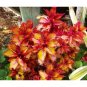 Rare Coleus Blumei Bonsai Seeds Fire Red Petals with Golden Ege Leaves 200 Seeds