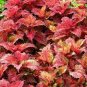 Rare Coleus Blumei Bonsai Seeds Fire Red Petals with Golden Ege Leaves 200 Seeds