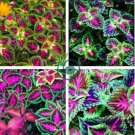 Janpanse Colorful Coleus Seeds 'Rainbow Dragon' Herbs 100 Seeds