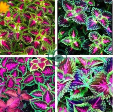 Janpanse Colorful Coleus Seeds 'Rainbow Dragon' Herbs 100 Seeds