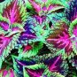 Janpanse Colorful Coleus Seeds 'Rainbow Dragon' Herbs 100 Seeds