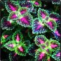 Janpanse Colorful Coleus Seeds 'Rainbow Dragon' Herbs 100 Seeds