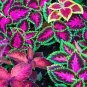 Janpanse Colorful Coleus Seeds 'Rainbow Dragon' Herbs 100 Seeds