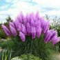 Mixed Yellow Purple Pampas Grass 200 Seeds