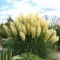 Mixed Yellow Purple Pampas Grass 200 Seeds