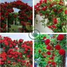 Rose Red Thailand Climbing Rose 200 Seeds
