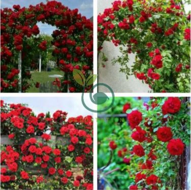 Rose Red Thailand Climbing Rose 200 Seeds