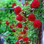 Rose Red Thailand Climbing Rose 200 Seeds