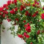 Rose Red Thailand Climbing Rose 200 Seeds