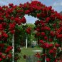 Rose Red Thailand Climbing Rose 200 Seeds