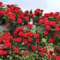 Rose Red Thailand Climbing Rose 200 Seeds