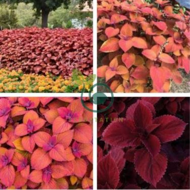 Fire Red Coleus Seeds Herb Ornamental Plants 400 Seeds