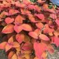 Fire Red Coleus Seeds Herb Ornamental Plants 400 Seeds